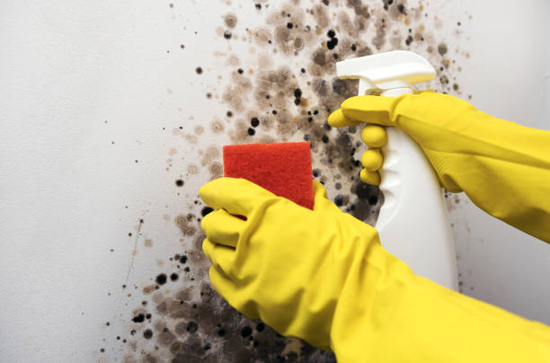Best Health and Safety Mold Remediation in Sells, AZ