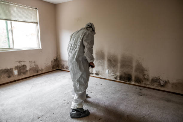 Best Mold Remediation for Specific Building Types in Sells, AZ